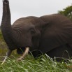 155 LOANGO Inyoungou Riviere Elephant Loxodonta africana cyclotis Solitaire 12E5K2IMG_79275wtmk.jpg